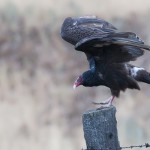 Turkey Vulture on Fence Post